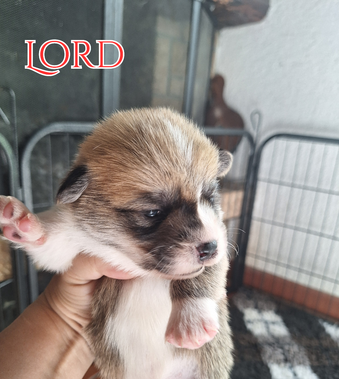 Male né le 18.4.2025